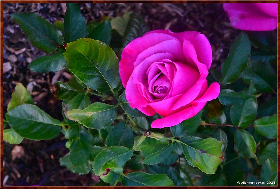 

Adelaide, 
Botanic Garden
Rose Garden
'Belle Parfume'  -  45/50