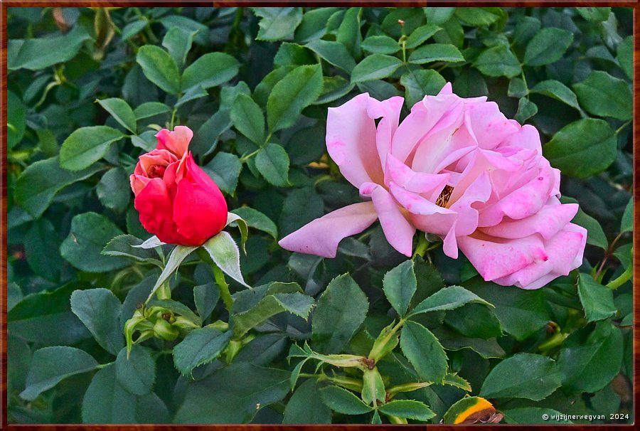 

Adelaide
Botanic Garden
Rose Garden
'Soul Sister'  -  48/50