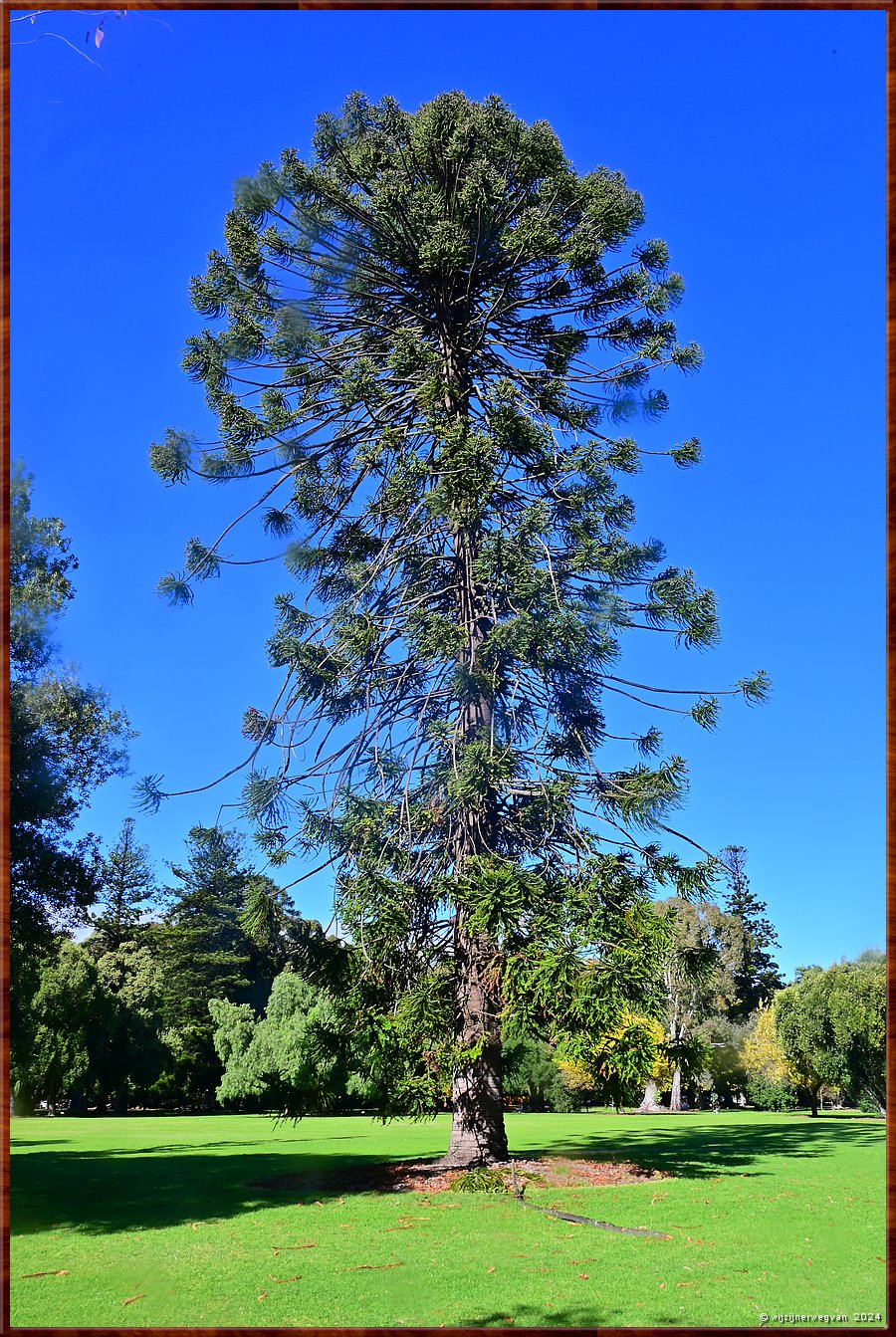 

Adelaide
Botanic Park
Araucaria bidwilli (Bunya Buny of Bunya Pine)  -  1/90