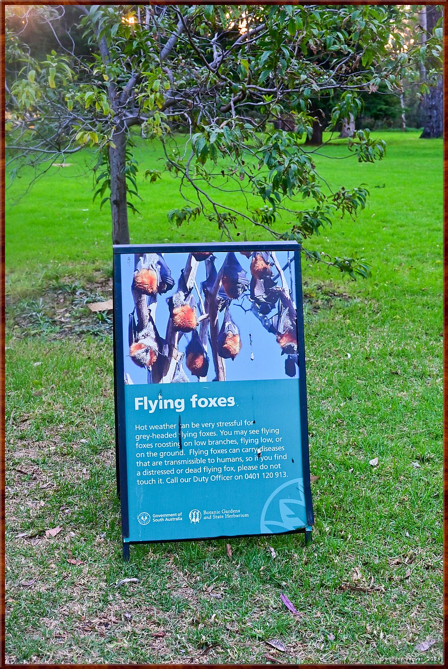 

Adelaide
Botanic Park
In de bomen wonen Fllying Foxes, een vleermuizensoort  -  88/90