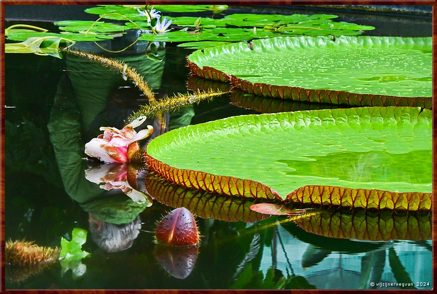 

Adelaide, Botanic Garden
Amazon Waterlily Pavilion
Victoria Amazonica waterlelie
De prachtige lelie is na 48 uur verwelkt, maar er is een nieuwe knop verschenen!  -  2/71