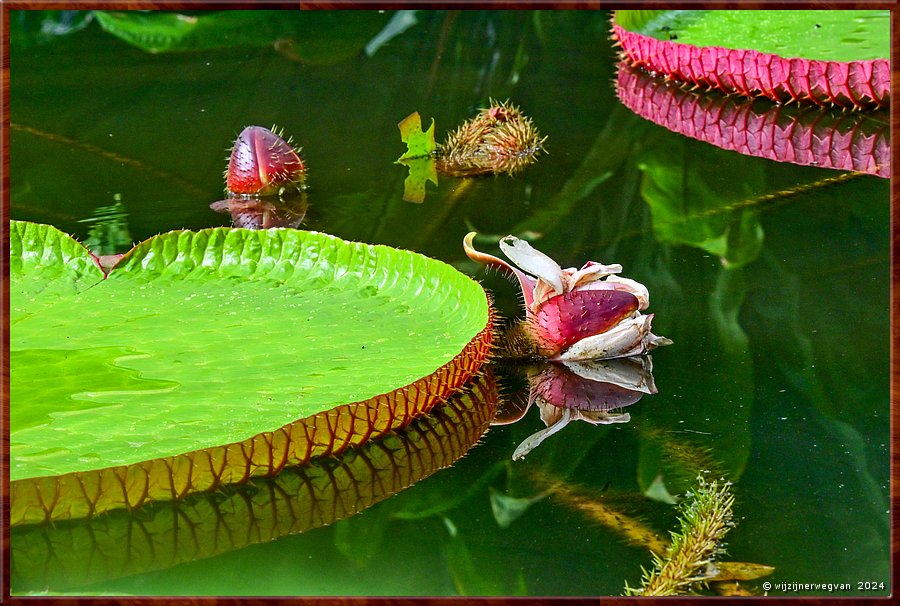 

Adelaide, Botanic Garden
Amazon Waterlily Pavilion
Victoria Amazonica waterlelie
Het lelieblad kan wel drie meter groot worden  -  3/71