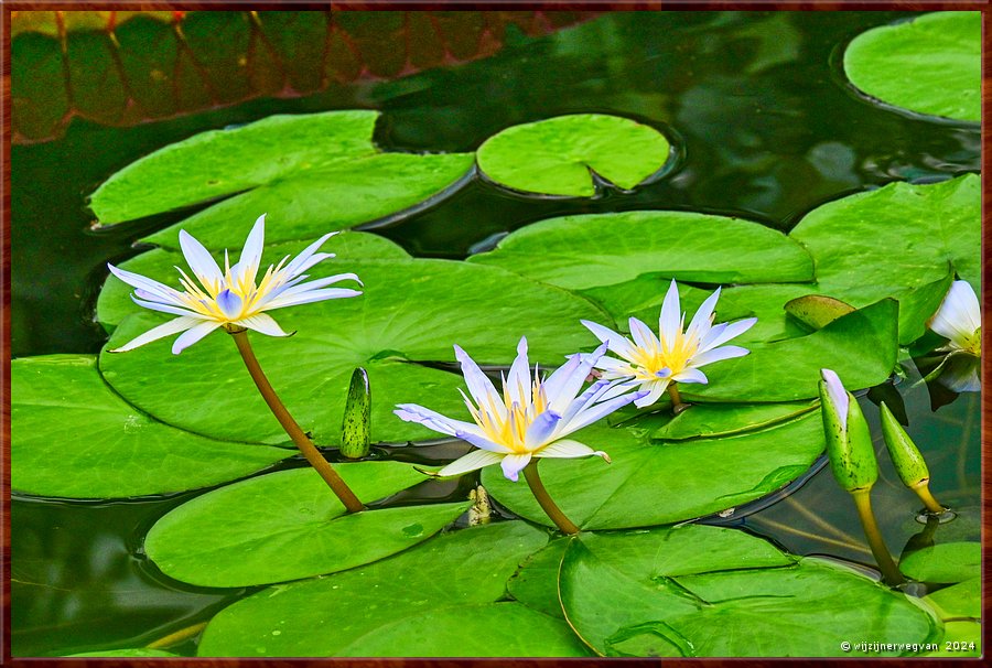 

Adelaide, Botanic Garden, Amazon Waterlily Pavilion
Blue Nile (Blue Lotus of Egypt) waterlelie
De blauwe lotus laat haar bloemen zien. 
In de natuur zou dat pas s nachts gebeuren, 
maar hier wordt de cyclus door lamplicht benvloed.  -  4/71