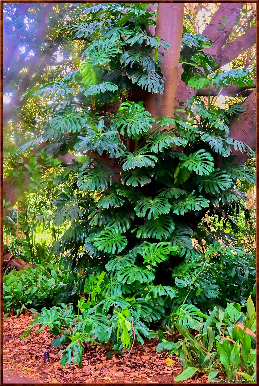 

Adelaide
Botanic Garden
Ficus Murdoch Avenue
Gatenplant (monstera deliciosa)  -  5/71