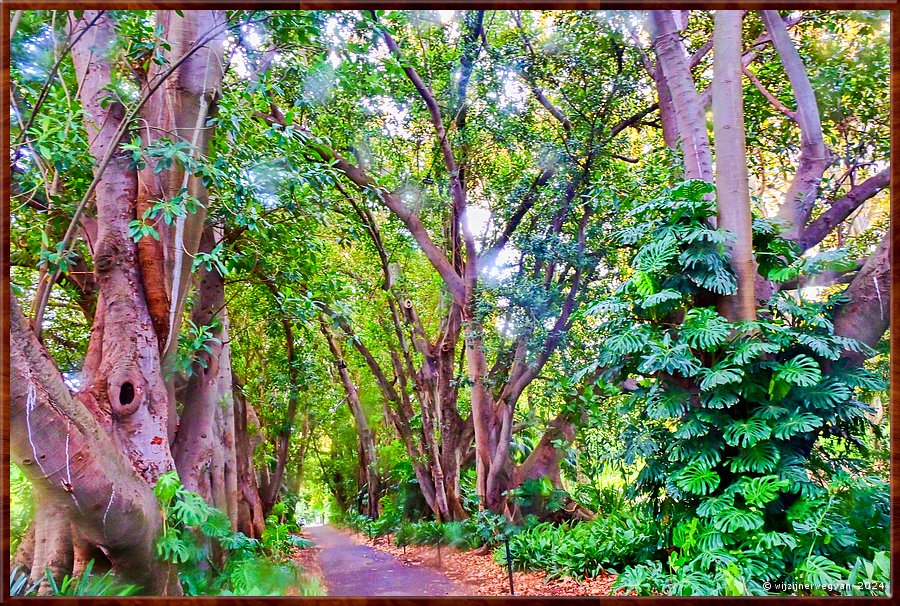 

Adelaide
Botanic Garden
Ficus Murdoch Avenue
Vijgenbomenlaan, de vruchten zijn eetbaar  -  6/71