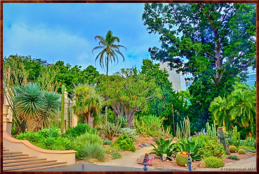 

Adelaide 
Botanic Garden
Palm House, Cactustuin 
Links cactussen uit Zuid Amerika (groen), rechts uit Afrika (kleur)  -  8/71