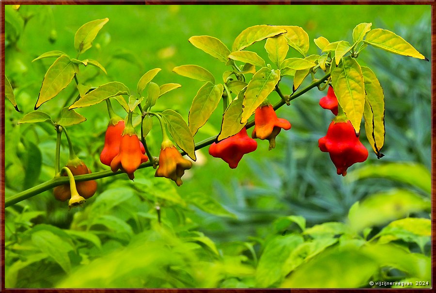 

Adelaide
Botanic Garden
Chilipeper (capsicum baccatum)  -  9/71