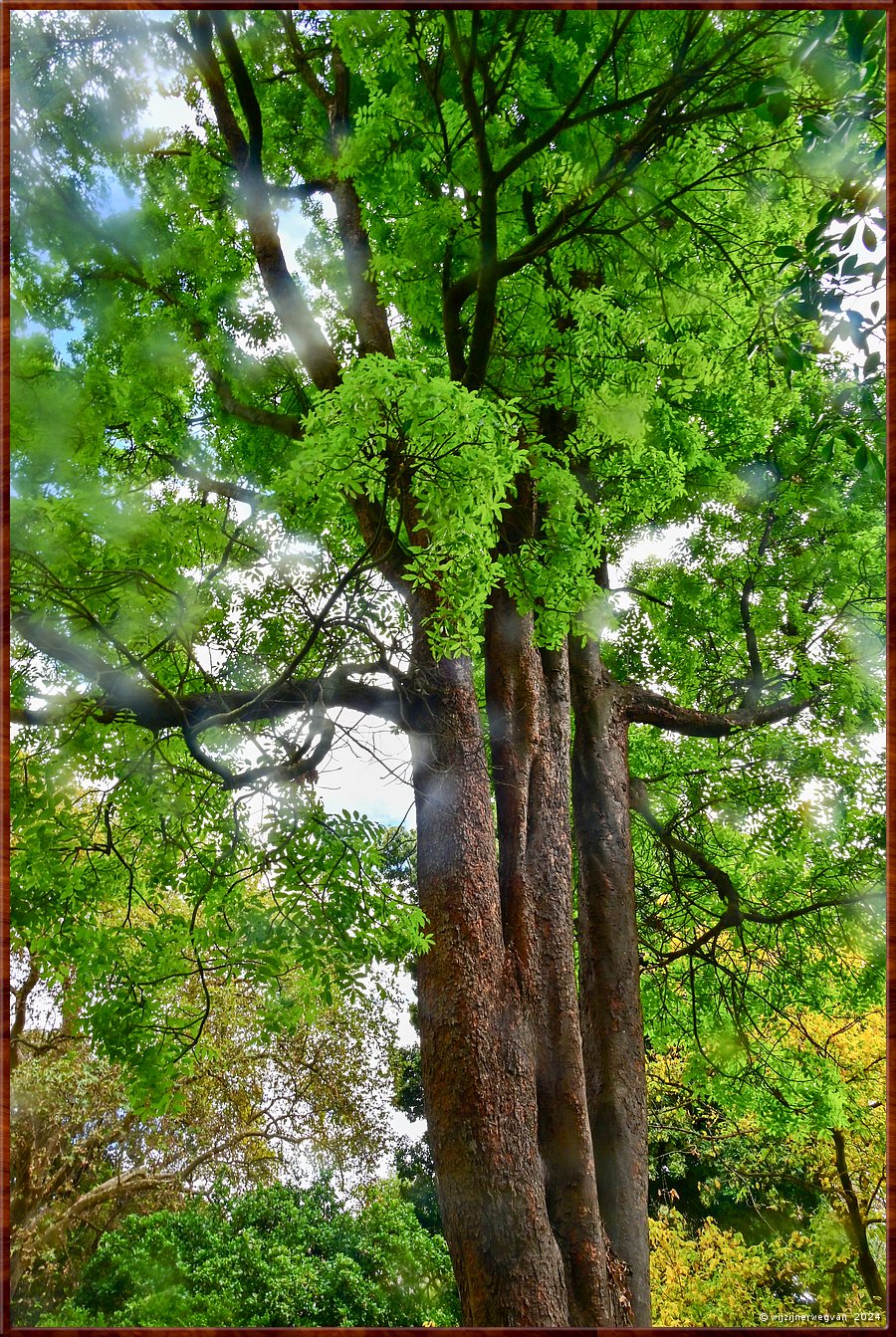 

Adelaide
Botanic Garden
Crow's Ash (Australian teak)  -  10/71