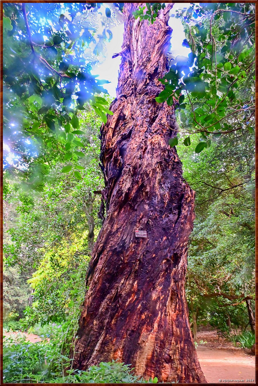 

Adelaide
Botanic Garden
Ribbon Gum (suikereualyptus)  -  12/71