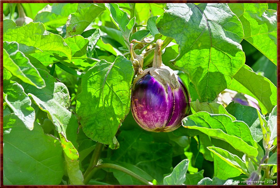 

Adelaide
Botanic Garden
Aubergine  -  13/71