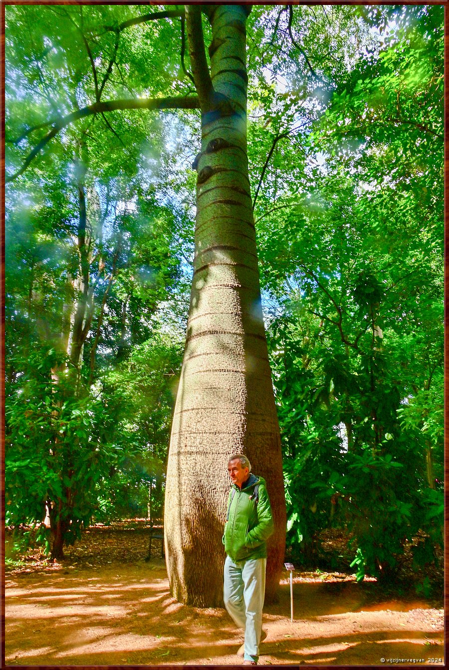 

Adelaide
Botanic Garden
Bottle tree (flessenboom)  -  14/71