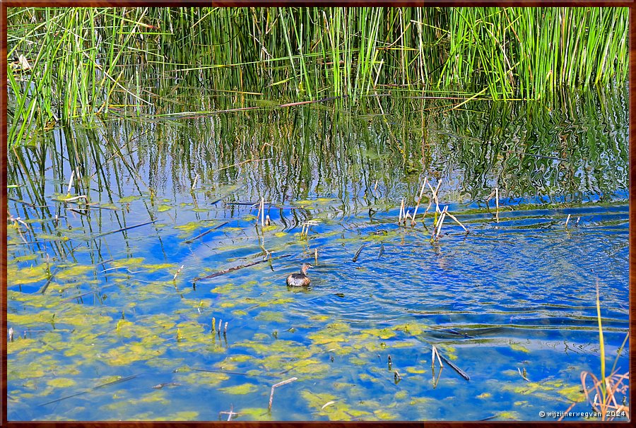 

Adelaide
Botanic Garden
Australasian grebe (Australische dodaars)  -  16/71