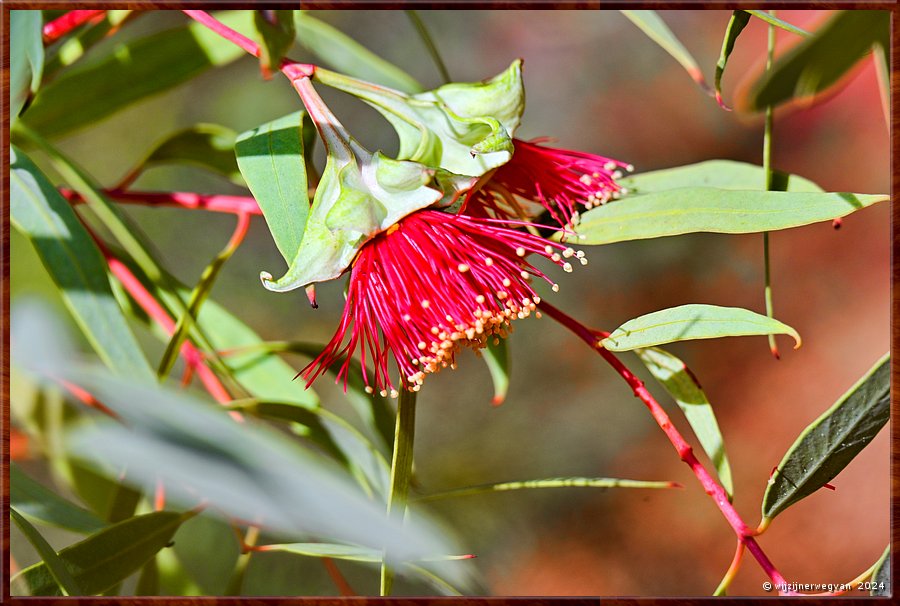 

Adelaide
Botanic Garden
Eucalyptus alatissima  -  17/71