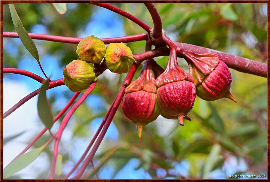 

Adelaide
Botanic Garden
Eucalyptus pyriformus (Dowerin rose)
Bloemknoppen in clusters van drie  -  18/71