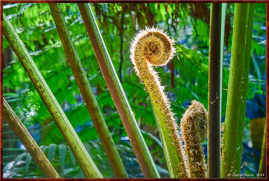 

Adelaide
Botanic Garden
Bicentennial Conservatory
Varenkrul  -  22/71