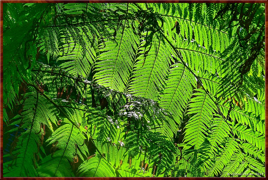 

Adelaide
Botanic Garden
Bicentennial Conservatory
Varendek  -  23/71