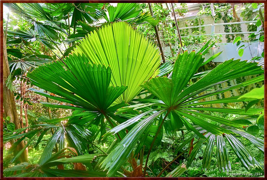 

Adelaide
Botanic Garden
Bicentennial Conservatory
Australische waaierpalm (Quueensland fan palm)  -  24/71