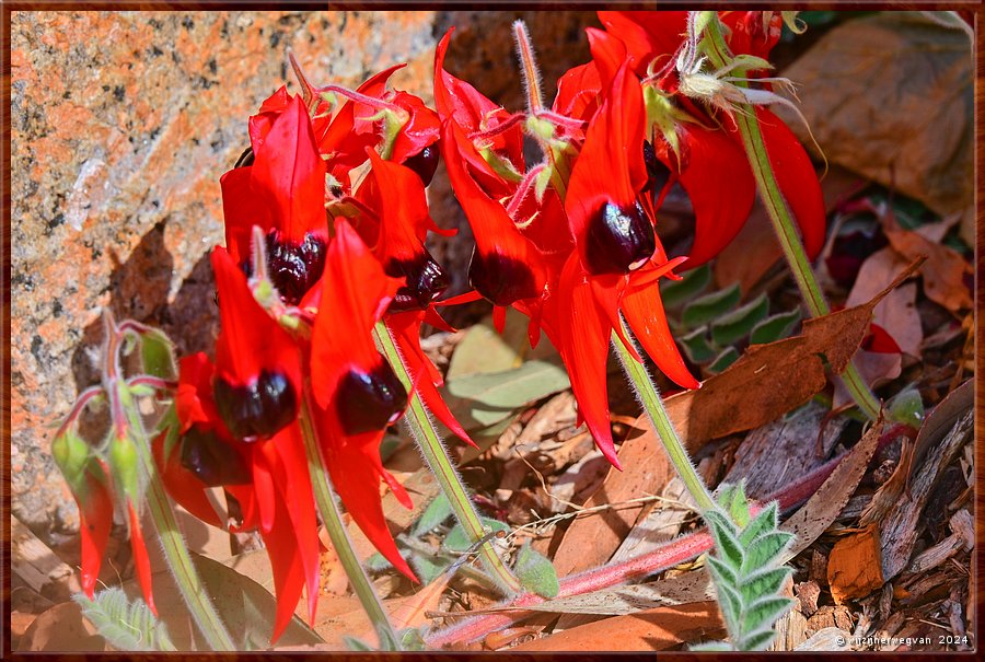 

Adelaide
Botanic Garden
Sturts Desert Pea  -  26/71