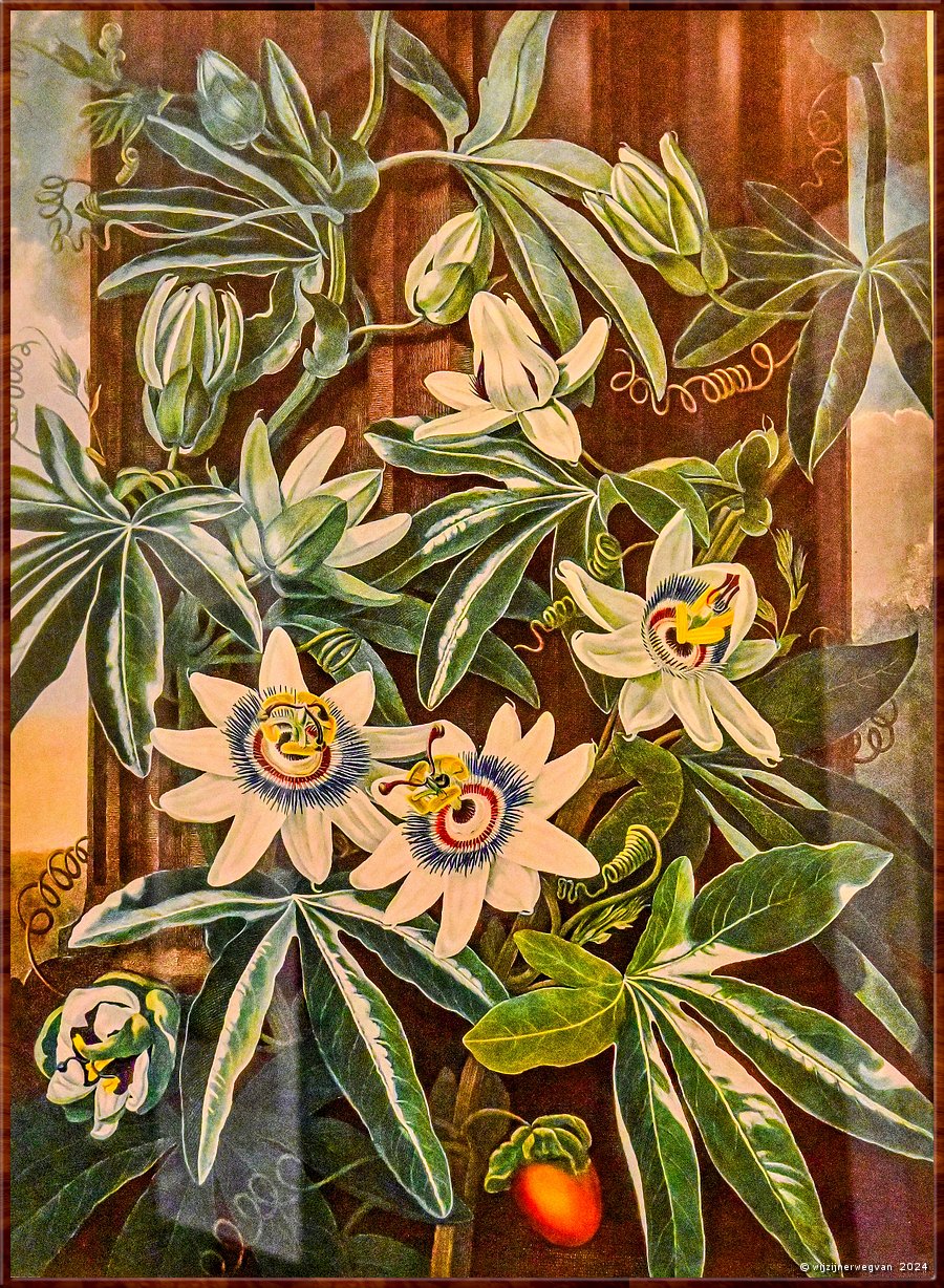 

Adelaide
Botanic Garden
Santos Museum of Economic Botany 
'The Temple of Flora', Robert Thornton (1808)
'The blue passion-flower', Philip Reinagle (1800)  -  37/71