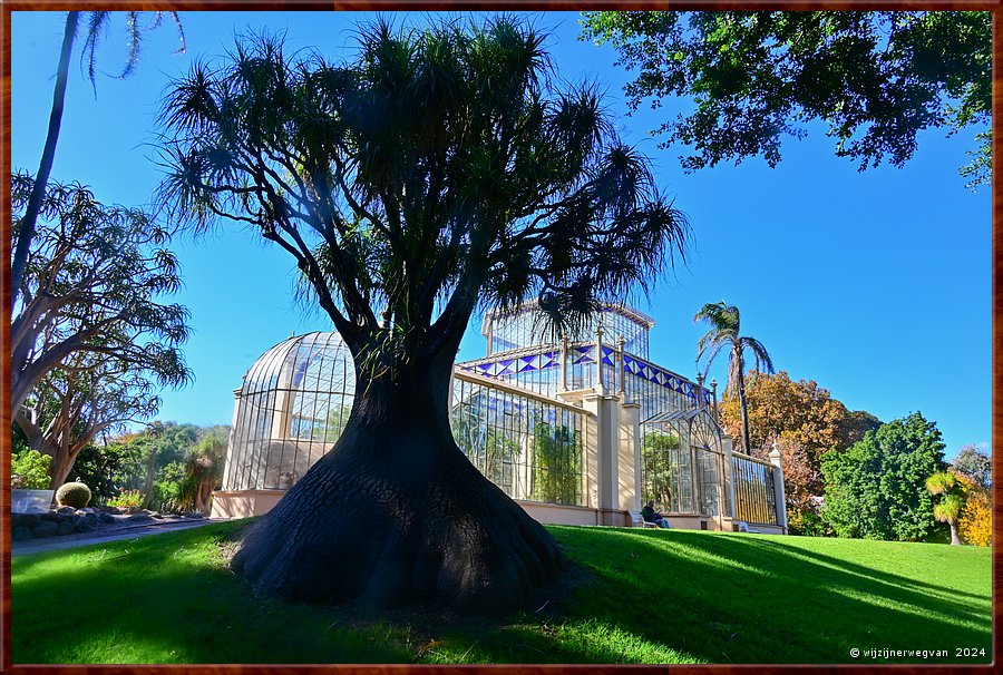 

Adelaide
Botanic Garden
Palm  House
Pony Tail Palm (Oliifantspoot)  -  38/71