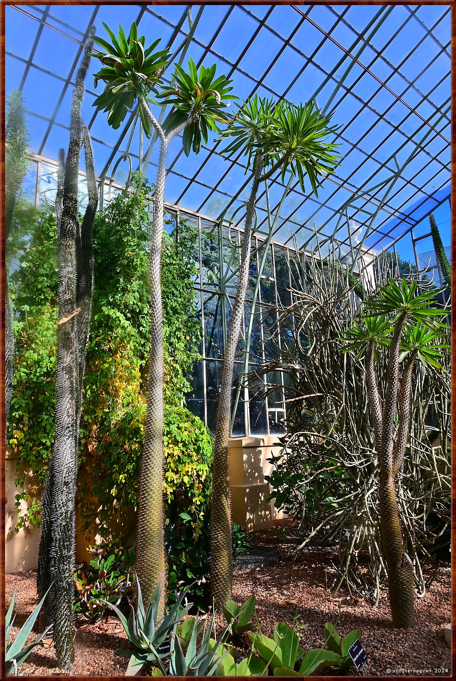 

Adelaide
Botanic Garden
Palm House  -  40/71