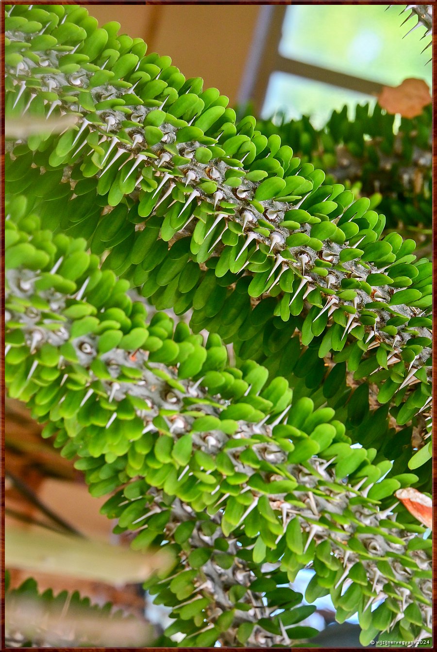 

Adelaide
Botanic Garden
Palm House
Allaudia procera, vetplant uit Madagascar  -  41/71