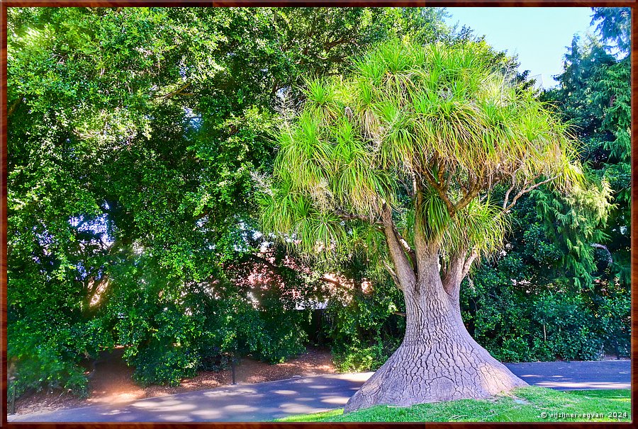 

Adelaide
Botanic Garden
Palm  House
Pony Tail Palm (Oliifantspoot)  -  42/71