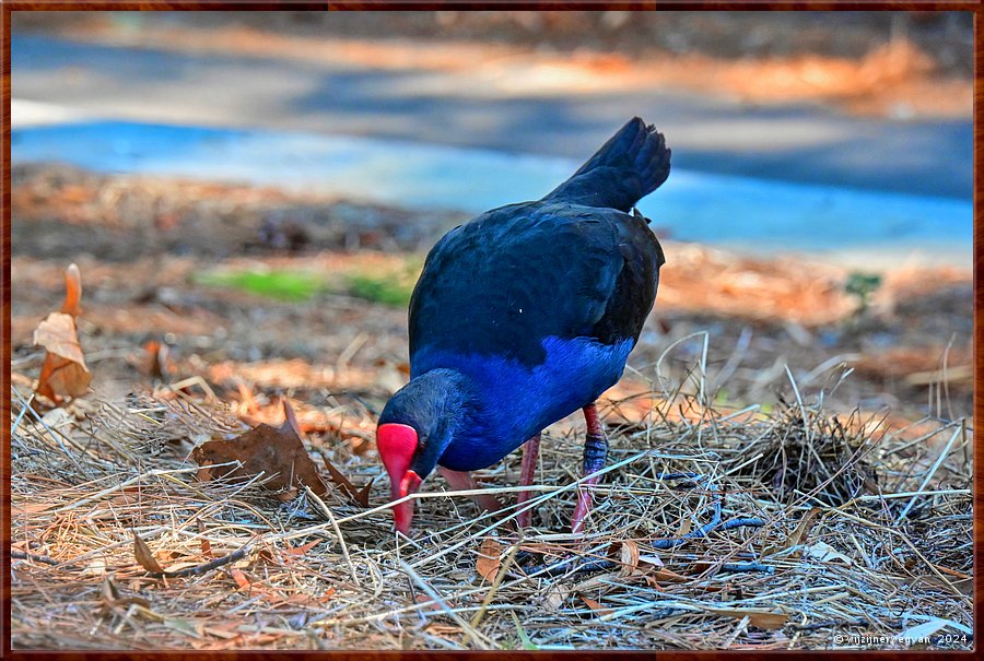 

Adelaide
Botanic Park
Purple Swamphen (Australische purperkoet)  -  1/33