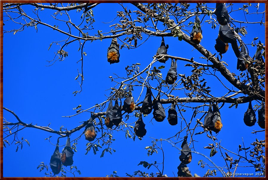 

Adelaide
Botanic Park
Grey-Headed Flying Foxes  -  3/33