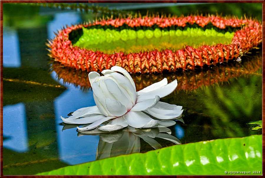 

Adelaide, Botanic Garden
Amazon Waterlily Pavilion
Victoria Amazonica waterlelie
Opnieuw een Amazone lelie !  -  5/33