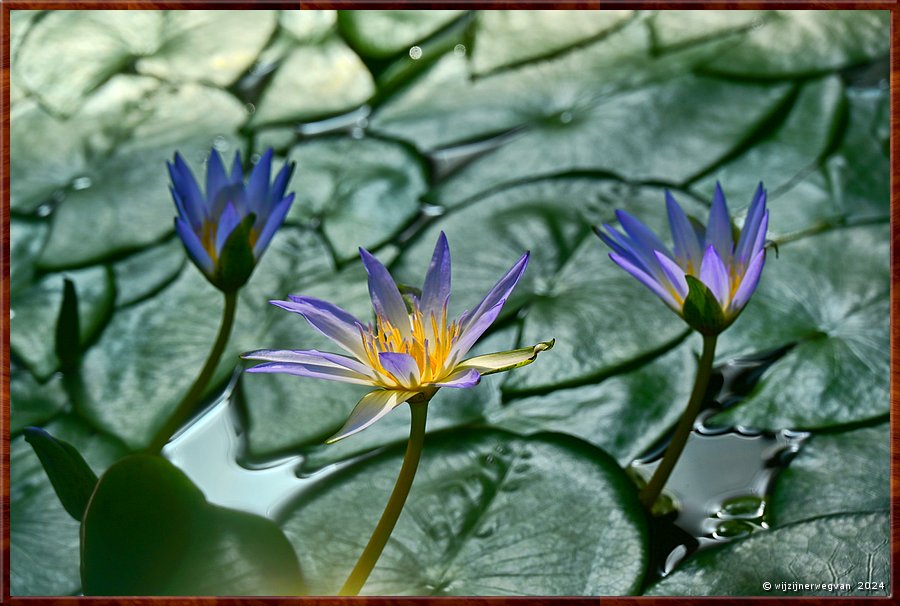 

Adelaide
Botanic Garden
Amazon Waterlily Pavilion
Blue Nile (Blue Lotus of Egypt) waterlelie  -  6/33