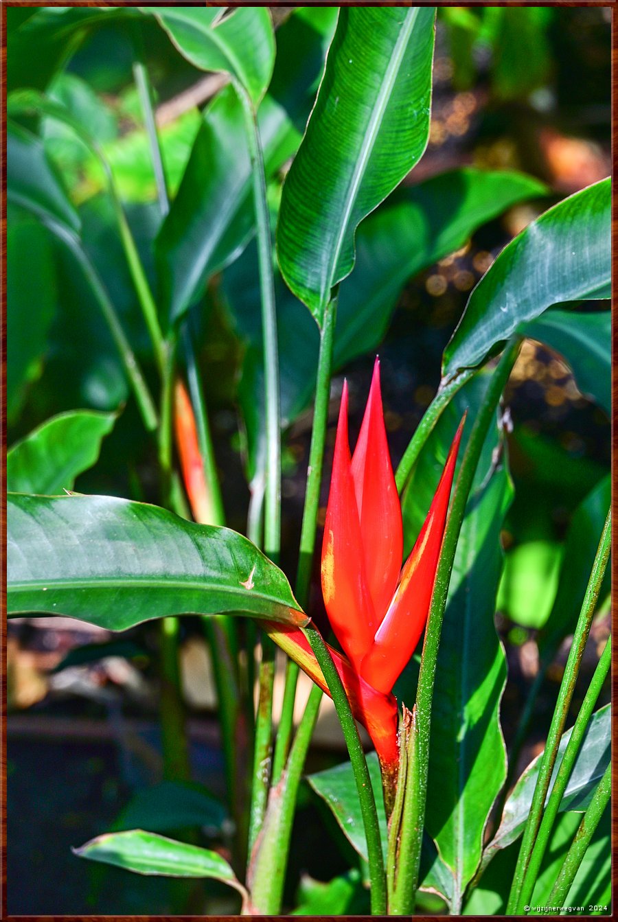 

Adelaide
Botanic Garden
'Heliconia Angusta 'Red Hloliday'' 
De kleurrijke schutbladeren worden vaak aangezien voor bloemen  -  7/33