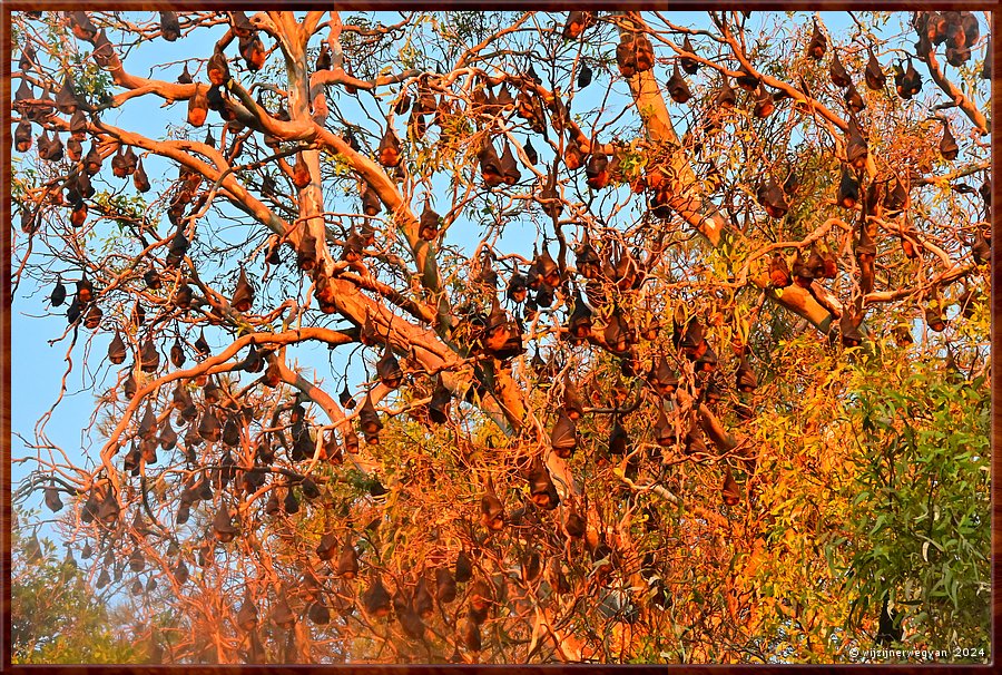 

Adelaide
Botanic Park
Grey-Headed Flying Foxes
Duidelijk nog niet vertrokken!  -  32/33