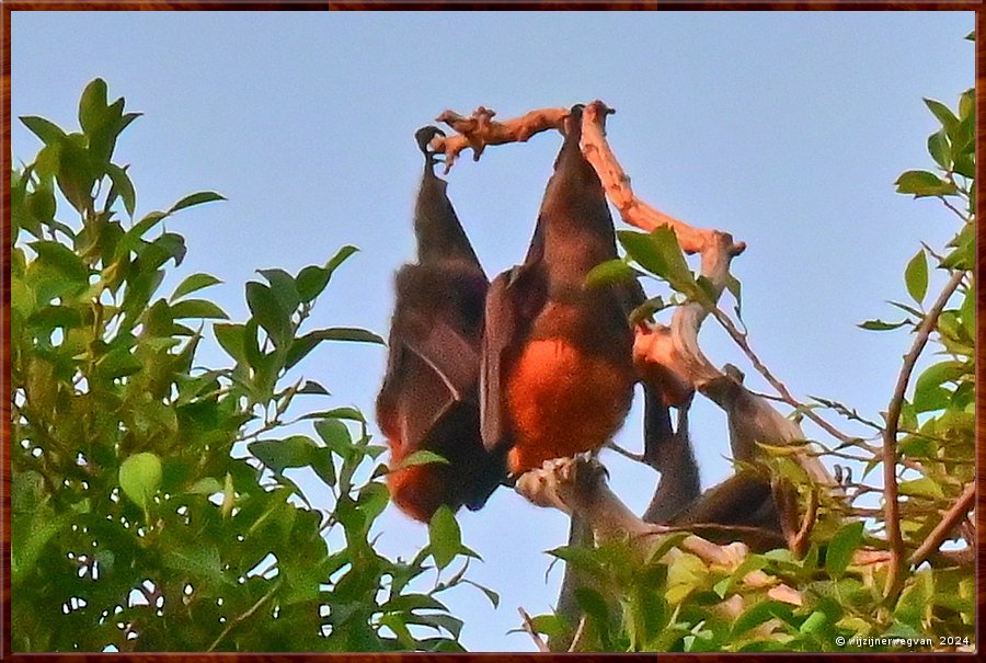 

Adelaide
Botanic Park
Grey-Headed Flying Foxes
Uurtje slapen nog!  -  33/33