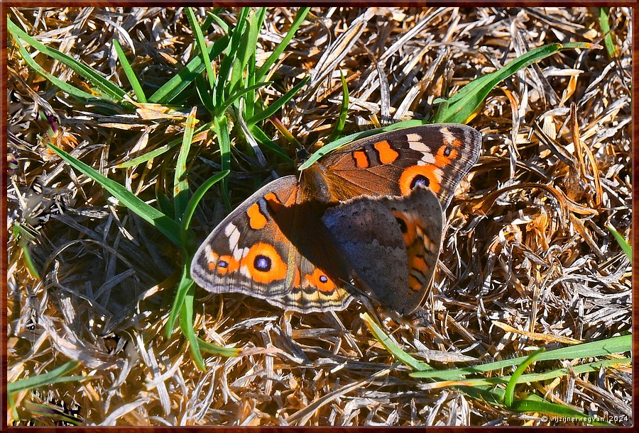 

Adelaide
Marshmallow Park
Meadow Argus, vlinders  -  6/25