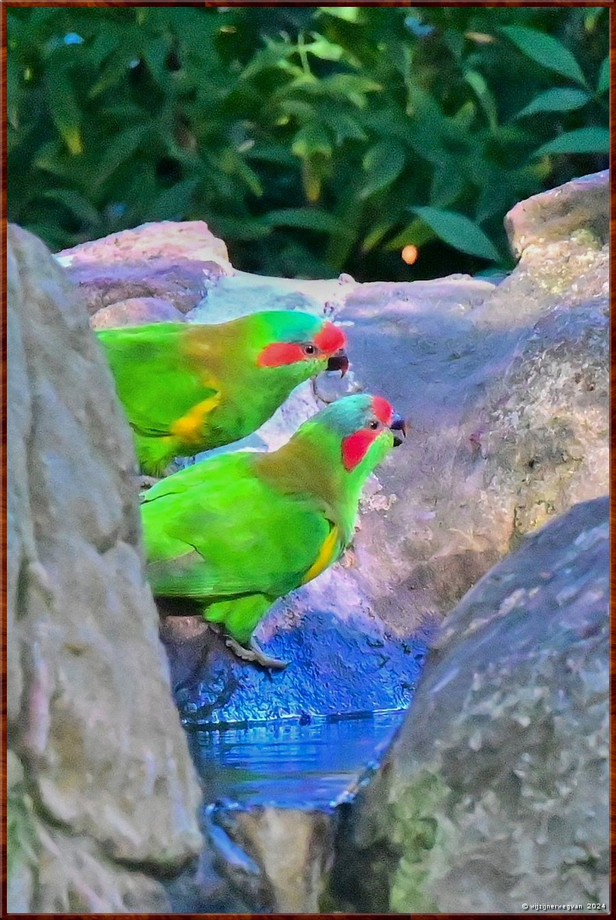 

Adelaide
Himeji Garden
Musk Lorikeets (muskus lori)  -  18/25