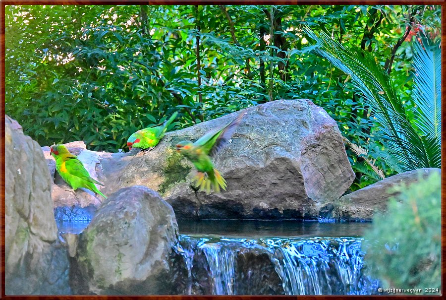 

Adelaide
Himeji Garden
Musk Lorikeets  -  19/25