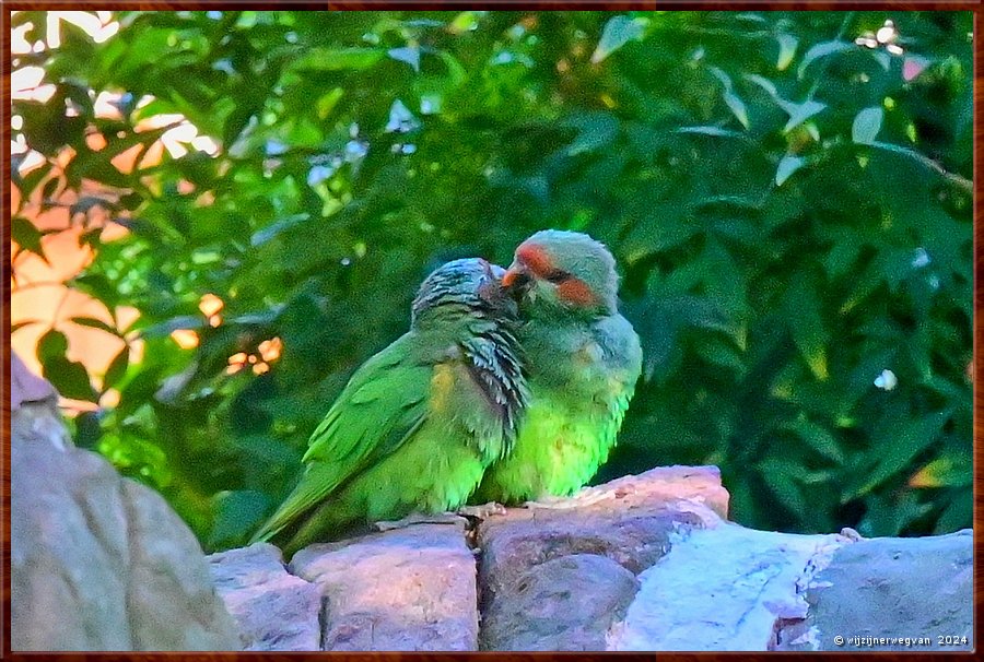 

Adelaide
Himeji Garden
Musk Lorikeets  -  20/25