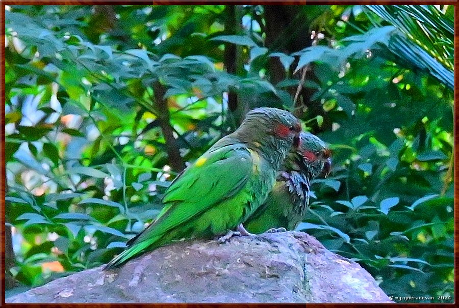 

Adelaide
Himeji Garden
Musk Lorikeets  -  21/25