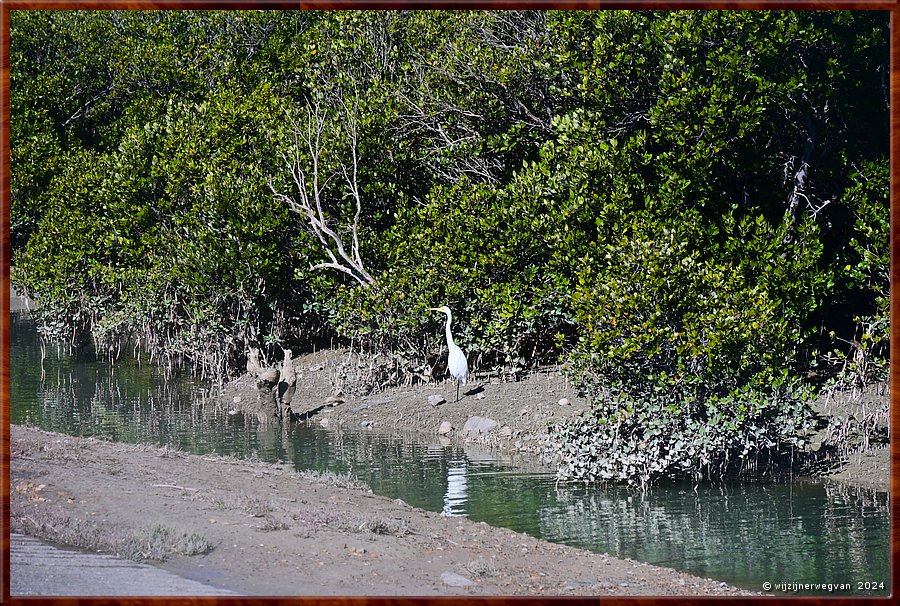 

Port Wakefield
Wakefield rivier
Grote zilverreiger (eastern great egret)
Reigers balanceren vaak op n poot terwijl ze in het water staan.
Daarmee blijven ze warmer en ze kunnen makkelijker corrigeren als ze wegzakken.  -  5/14