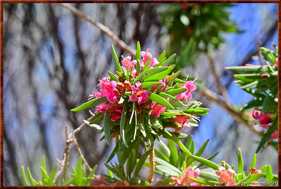 

Port Augusta
The Australian Arid Lands Botanic Garden
Four Winged Eremophila  -  9/38