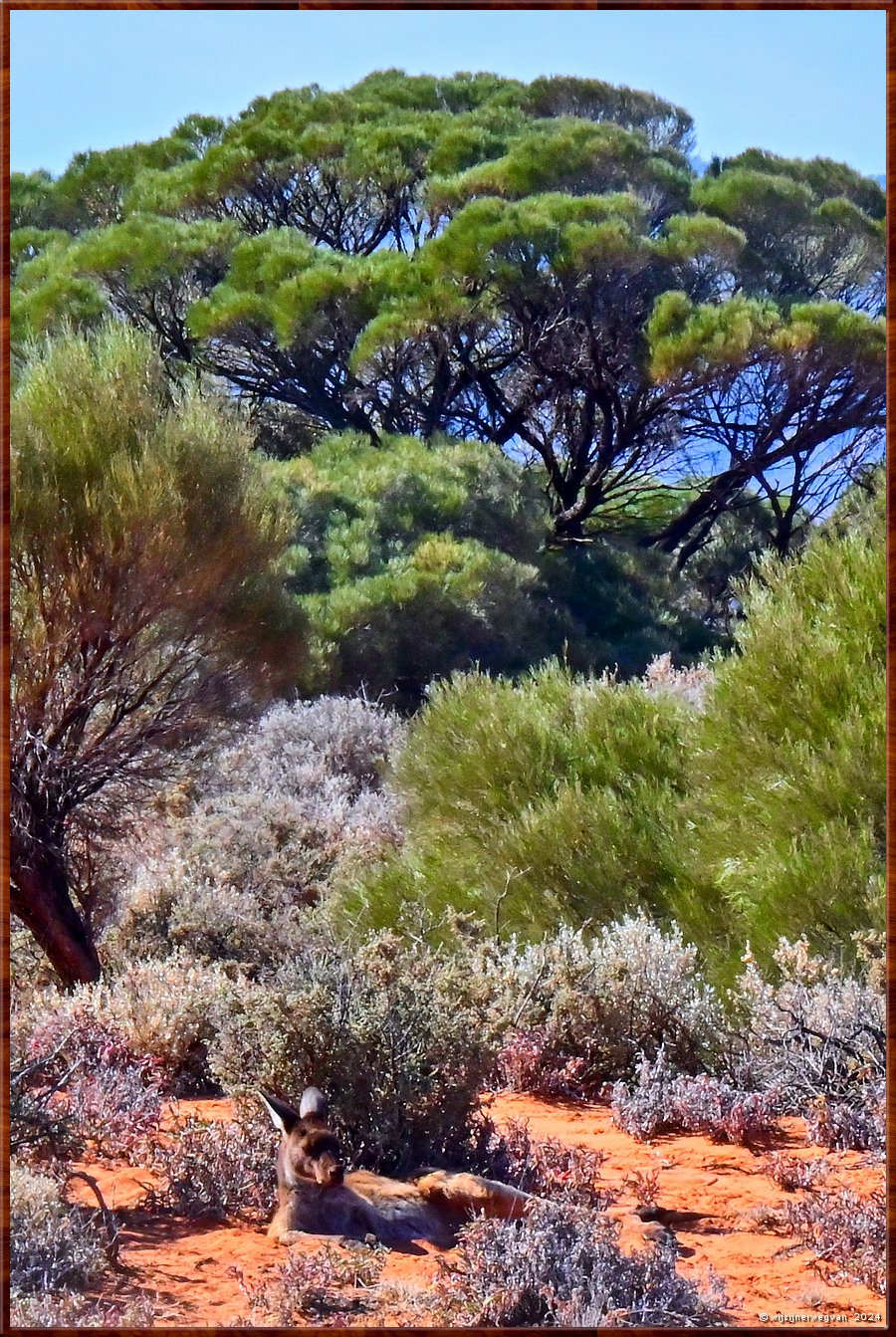 

Port Augusta
The Australian Arid Lands Botanic Garden  -  16/38