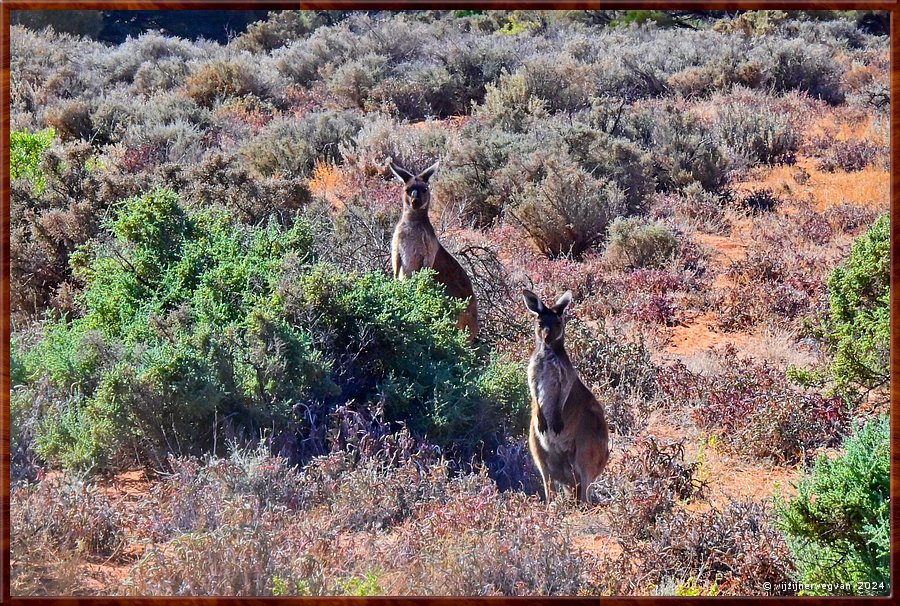 

Port Augusta
The Australian Arid Lands Botanic Garden  -  17/38