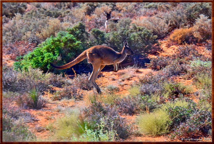 

Port Augusta
The Australian Arid Lands Botanic Garden  -  18/38