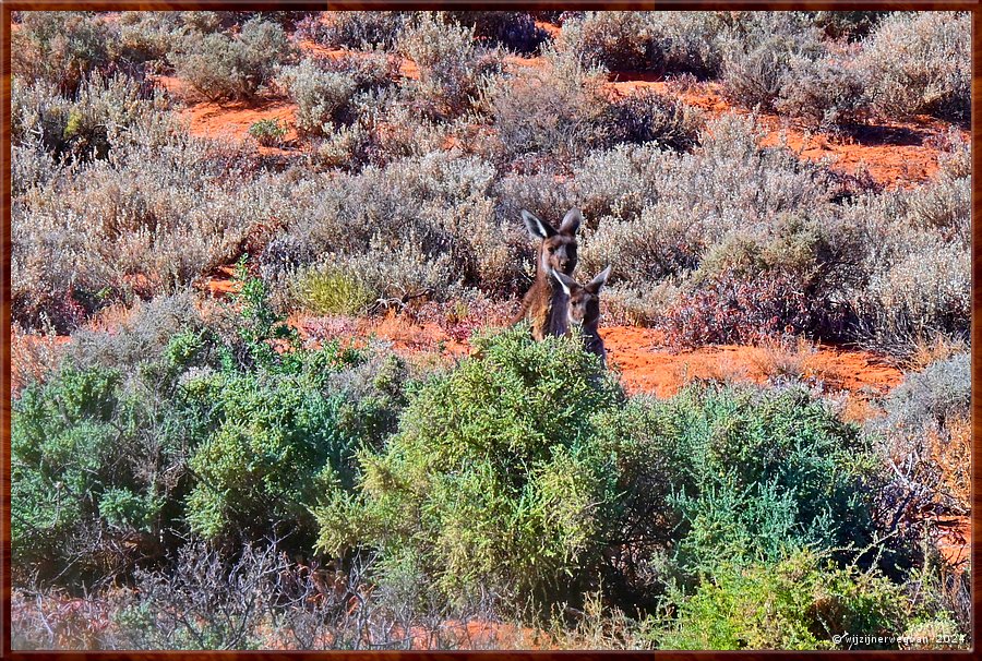 

Port Augusta
The Australian Arid Lands Botanic Garden  -  19/38