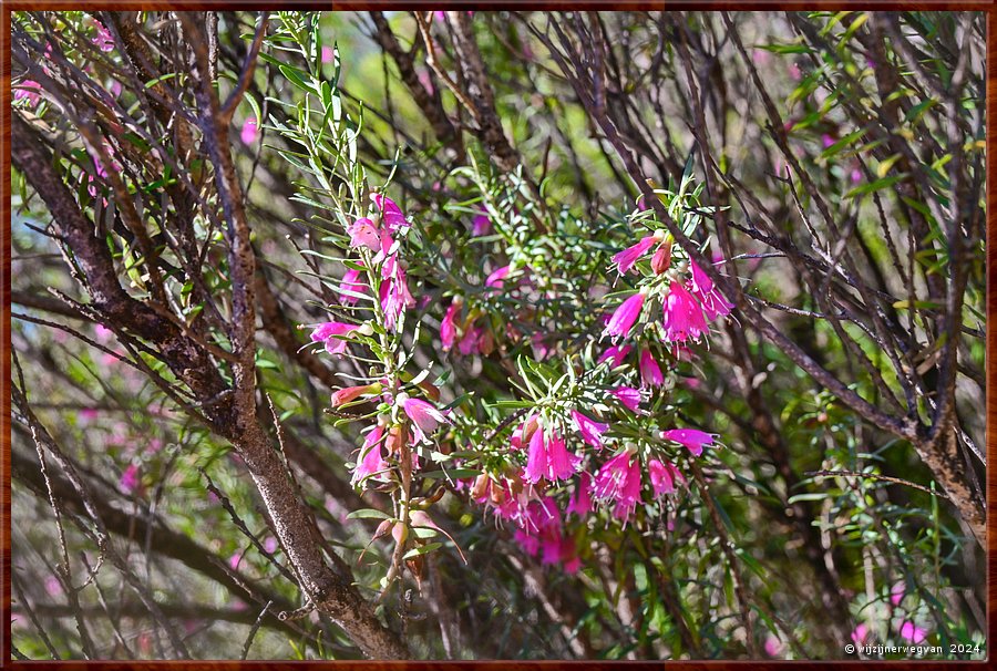 

Port Augusta
The Australian Arid Lands Botanic Garden
Eremophila youngii lepidota  -  22/38