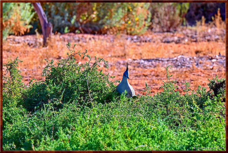 

Port Augusta
The Australian Arid Lands Botanic Garden
Spitskuifduif (crested pigeon)  -  23/38