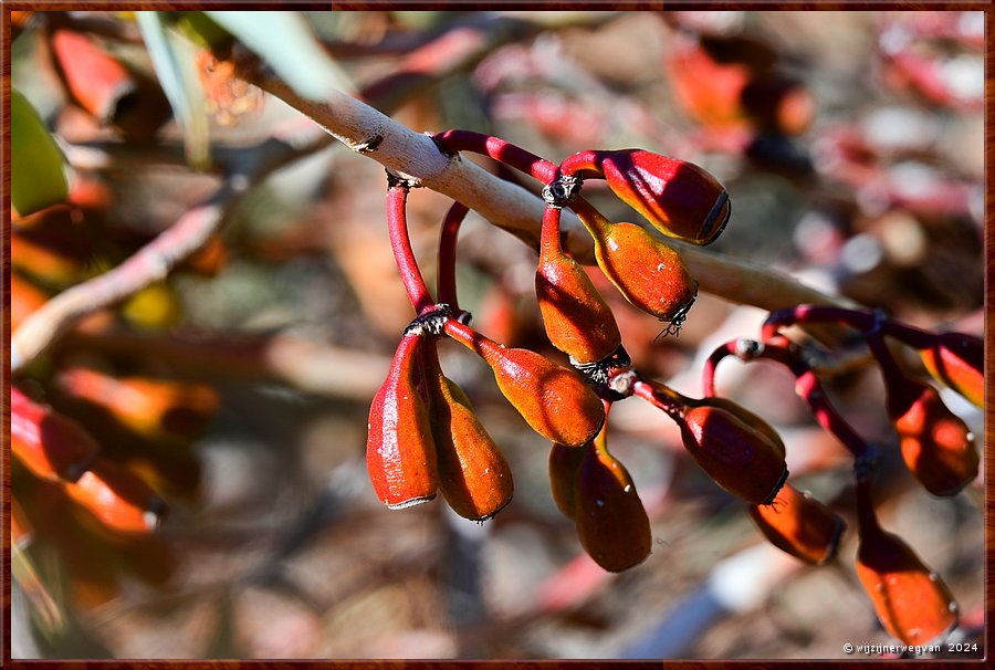 

Port Augusta
The Australian Arid Lands Botanic Garden
Eucalyptus pimpiniana (pimpin mallee)  -  24/38