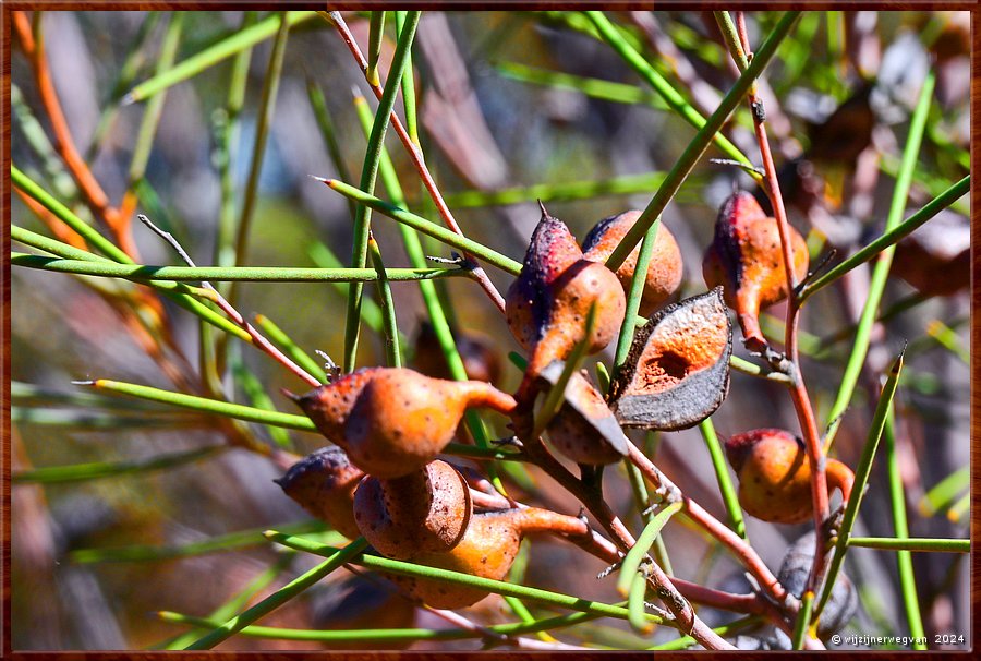 

Port Augusta
The Australian Arid Lands Botanic Garden
Silver Needlebush (hakea leucoptera)  -  25/38