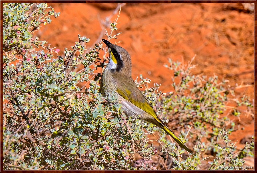 

Port Augusta
The Australian Arid Lands Botanic Garden
Singing Honeyeater (fluithoningeter)  -  26/38